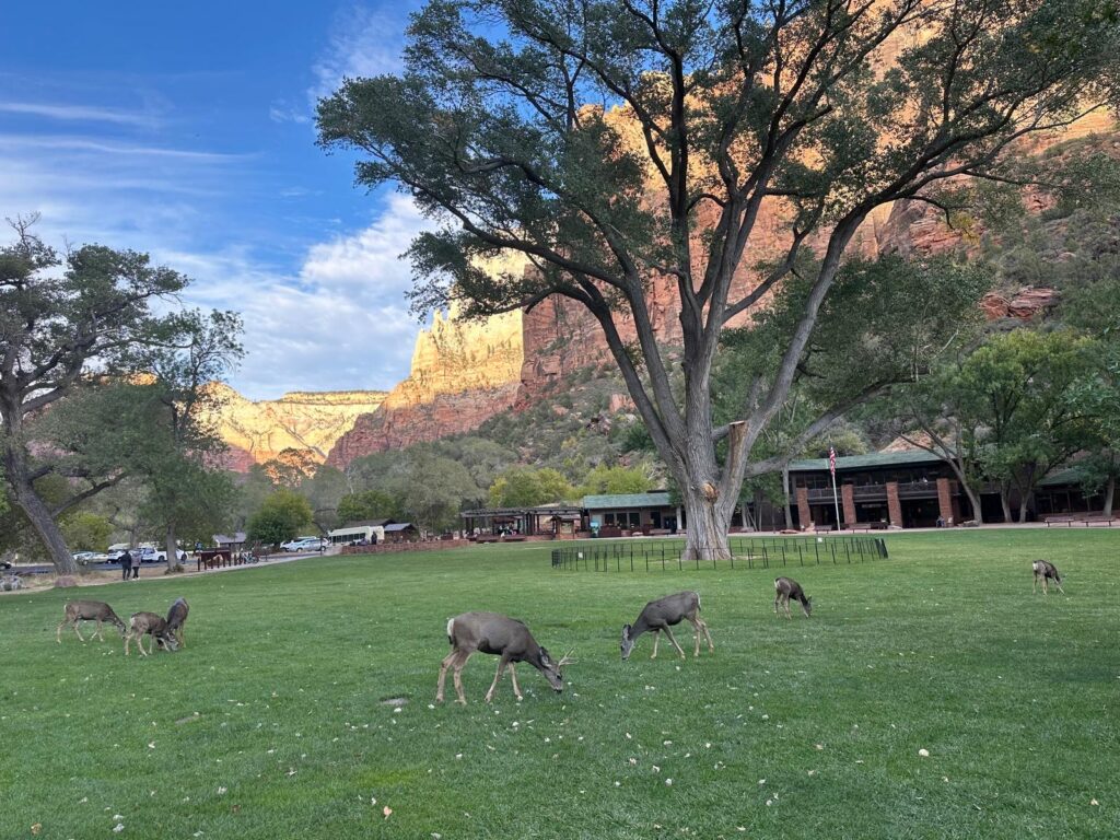 Deer at Zion Lodge