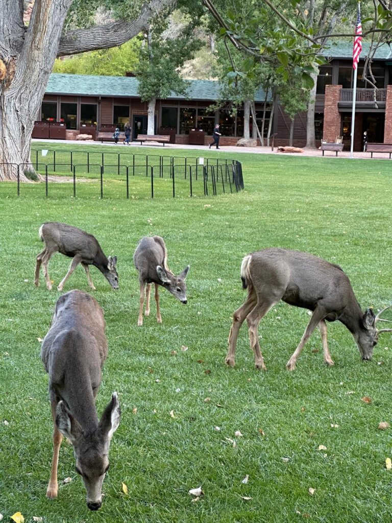 Zion Lodge